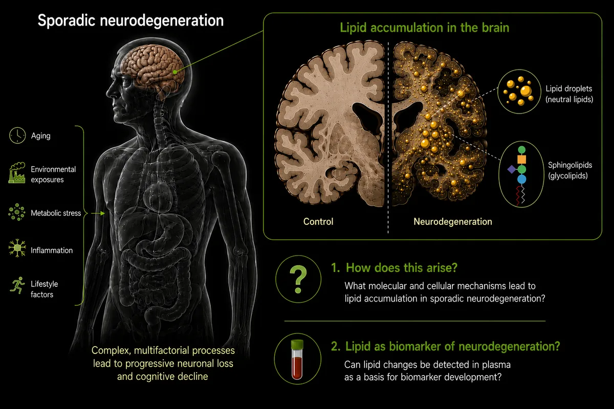Sporadic neurodegeneration: factors including aging, environmental exposures, metabolic stress, inflammation and lifestyle leading to brain lipid accumulation. Comparison of healthy control brain and neurodegenerated brain showing accumulation of lipid droplets and sphingolipids; with research questions about mechanism and biomarker potential.